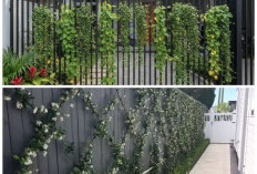 Rekomendasi 7 Tanaman Merambat untuk Pagar Rumah Lebih Hijau dan Menawan