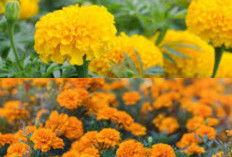  Waw, Baru Tahu Ternyata, 7 Manfaat Bunga Marigold dan Cara Mengonsumsinya!