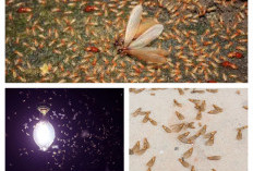 Tak Perlu Panik! Ini 7 Cara Efektif Menghalau Laron Seusai Hujan