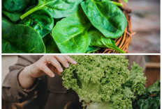 Manfaat Kale dan Bayam untuk Tulang Kuat, Rahasia Superfood Hijau yang Wajib Dikonsumsi