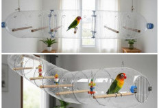 Ide Hemat untuk Pecinta Burung: 8 Cara Membuat Kandang Lovebird dari Botol Plastik Bekas