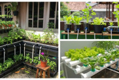 Rumah Mungil Tetap Asri, 7 Inspirasi Kebun Mini yang Praktis dan Mudah Dibuat