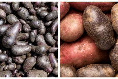 Kentang Hitam: Kandungan Nutrisi dan Manfaatnya untuk Kesehatan