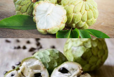 Ketahui 6 Manfaat Buah Srikaya untuk Kesehatan Yuk Simak!