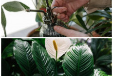 Rumah Lebih Sehat Alami! 6 Tanaman Hias Ini Bantu Lawan Jamur Indoor