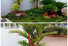 Bikin Halaman Lebih Asri! 7 Palem Mini Favorit yang Sejuk dan Minim Perawatan