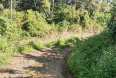 Akses Menuju Sekolah Rusak Parah, Belum Tersentuh Perbaikan