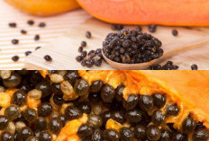 Inilah 8 Keuntungan Biji Pepaya yang Jarang Diketahui!