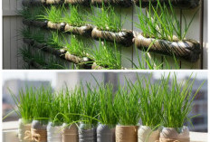Tak Perlu Lahan Luas, Ini 7 Cara Menanam Daun Bawang dari Botol Bekas di Halaman Rumah