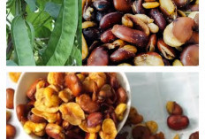  Terbukti! Berikut adalah Keuntungan dan Manfaat Kacang Koro untuk Kesehatan