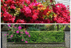 7 Tanaman Merambat Cantik yang Bikin Pagar Rumah Tampak Asri dan Elegan