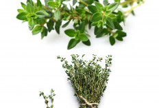 Khasiat Daun Thyme untuk Kesehatan, Herbal Aromatik yang Kaya Manfaat!
