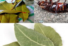 Cara Mengusir Kecoak dari Kamar dengan Daun Salam, Coba Trik Sederhana Ini
