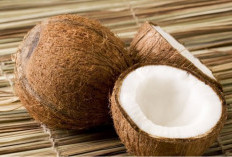 Sumsel Inisiasi Pembangunan Pabrik Bioavtur di Banyuasin