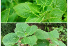 Khasiat Daun Bangun-Bangun untuk Kesehatan: Herbal Tradisional dengan Banyak Manfaat Alami