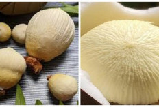 Kentos Kelapa: Kandungan Nutrisi dan Manfaatnya bagi Kesehatan