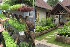 Ide Inspirasi Kebun Sayur Mini di Halaman Rumah yang Cantik dan Produktif!