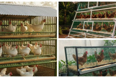 Produktif di Lahan Mini, 7 Desain Kandang Ayam Petelur Rumahan yang Modern dan Efisien