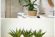Bikin Kamar Mandi Lebih Segar: 6 Tanaman Hias Tahan Lembap dan Mudah Dirawat