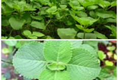 Bisa Ditanam di Pekarangan, Ini Cara Mengolah Daun Bangun-Bangun untuk Booster Imun Harian!