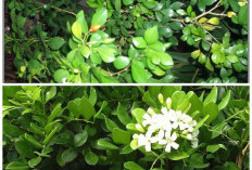Khasiat Daun Kemuning bagi Kesehatan: Herbal Tradisional untuk Jantung, Kulit, dan Daya Tahan Tubuh