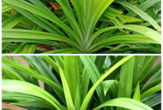 Rahasia Daun Pandan untuk Kesehatan Tubuh, Alami dan Kaya Manfaat