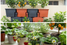 Cuma Pakai Pot! Begini Cara Menyulap Halaman Rumah Cluster Jadi Kebun Buah Mini yang Estetik