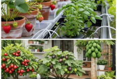 Halaman Terbatas? Ini 10 Buah Tropis yang Tetap Subur dan Berbuah di Dalam Pot