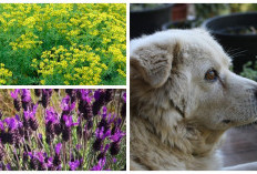 Rumah Aman untuk Anjing, Ini Rekomendasi 7 Tanaman yang Mereka Hindari!