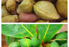 Kenali Beragam Manfaat Buah Ketapang untuk Menunjang Kesehatan Secara Alami