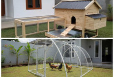 Panduan Praktis Membuat Kandang Ayam Portable: Desain Kokoh, Ringan, dan Fleksibel Dipindah