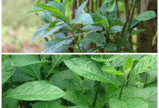 Manfaat Daun Afrika, Solusi Herbal Alami dengan Banyak Kegunaan Medis