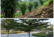 Musim Hujan Tiba! 7 Tanaman Penahan Longsor yang Wajib Ditanam di Area Rawan Lereng