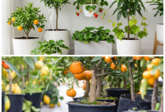 Teras Makin Hijau! 8 Jenis Tanaman Buah dalam Pot yang Mudah Dirawat dan Produktif