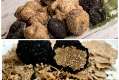 Truffle: Jamur Mewah dengan Khasiat Luar Biasa yang Pernah Dianjurkan Rasulullah