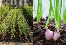 Lahan 2×2 m Bisa Panen! Ini Ide Kebun Bawang Merah di Rumah