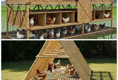 5 Inspirasi Kandang Ayam Bambu Modern: Praktis, Estetik, dan Cocok untuk Ternak Rumahan
