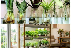 6 Tanaman Hidroponik Indoor Paling Praktis 2026, Bikin Rumah Minimalis Makin Segar