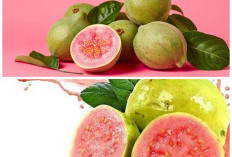 Sering Dilewatkan karena Langka, Jambu Biji Ungu Ternyata Simpan Nutrisi Menakjubkan Ini!