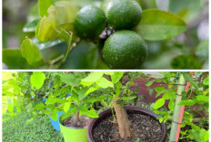 Panduan Lengkap Merawat Jeruk Purut di Rumah agar Daun Lebat dan Seha