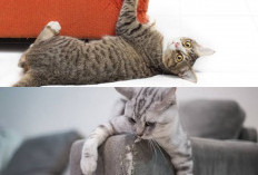 Kucing Suka Mencakar Furnitur? Coba 4 Cara Praktis Ini
