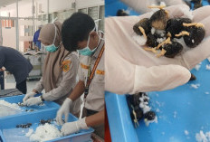 Karantina Sumsel Sertifikasi 95.400 Benih Kelapa Sawit Ekspor ke Peru