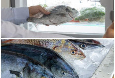 Listrik Mati? Ini Cara Menyimpan Ikan Agar Tetap Segar Tanpa Freezer