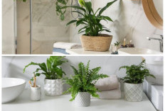 Segarkan Kamar Mandi: 6 Tanaman Hias Mudah Tumbuh dan Perawatannya Simpel