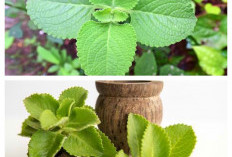 Kenali 7 Manfaat Daun Bangun-Bangun, Tanaman Herbal dengan Segudang Khasiat