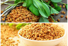 Fenugreek Jadi Herbal Populer, Ini Beragam Khasiatnya untuk Kesehatan Tubuh!