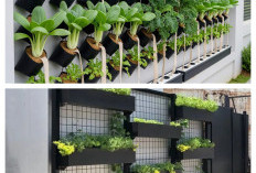 Manfaatkan Pagar Rumah Jadi Kebun Sayur Vertikal, Trik Simpel Bikin Lahan Sempit Lebih Produktif