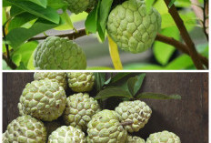 Khasiat Tersembunyi Buah Srikaya untuk Menunjang Kesehatan Tubuh!