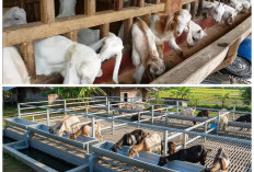 Anti Ribet! Cara Sukses Ternak Kambing di Tengah Kesibukan Kerja Harian
