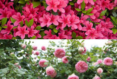  5 Pilihan Tanaman Semak dengan Bunga Pink yang Menawan dan Unik